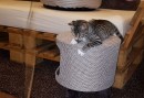 Cindy_Lilly (6)